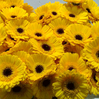 Schnittblumen : Gerbera Gelb 