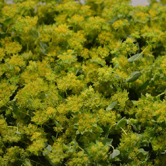 Schnittblumen : Bublerum grün/gelb 