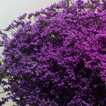 Schnittblumen : Statice lila-blau 