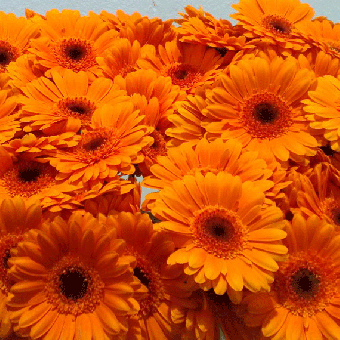 Schnittblumen : Gerbera Orange 