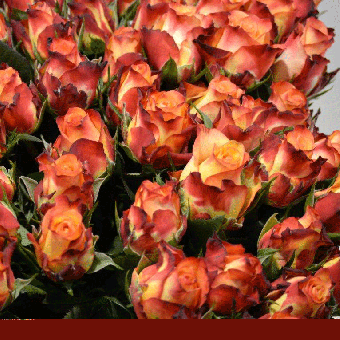 Schnittblumen : Rosen Vampyre Orange 