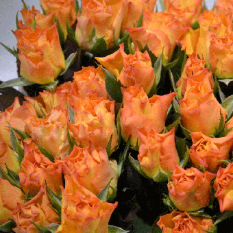 Schnittblumen : Rosen Orange 