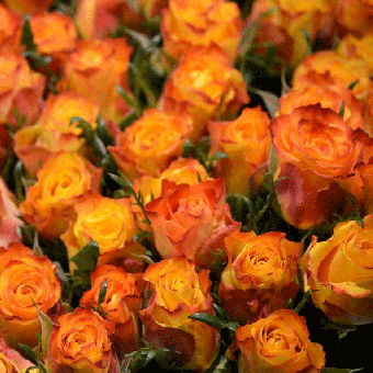 Schnittblumen : Rosen Sombrero Orange/Gelb 