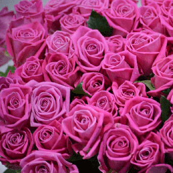 Schnittblumen : Rosen Aqua Pink 