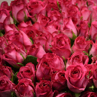 Schnittblumen : Rosen Pink 