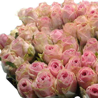 Schnittblumen : Rosen Heidy Rosa 