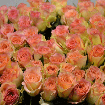 Schnittblumen : Rosen Duett Rosa 