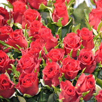 Schnittblumen : Rote Rosen Burgundy 